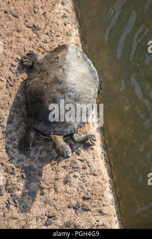 William's South American side-necked Turtle (Phrynops williamsi) in Iguazu National Park, Misiones, Argentinien, Südamerika Stockfoto