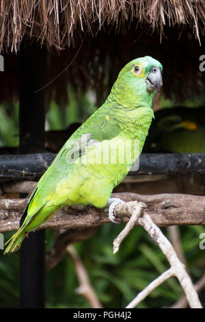 Blue-fronted Amazon Papagei (Amazona aestiva), erwachsenen Vogel auf einem Zweig. Bird Park, Foz do Iguacu, Brasilien, Südamerika Stockfoto