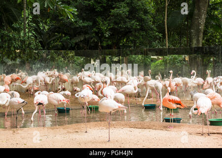 Rosa Flamingos im Vogelpark, Foz do Iguacu, Brasilien, Südamerika Stockfoto