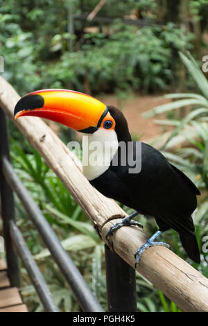 Riesentukan (Ramphastos oder gemeinsamen toucan Toco), Vogelpark, Foz do Iguacu, Brasilien, Südamerika Stockfoto