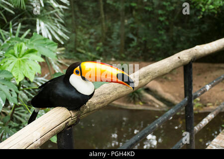 Riesentukan (Ramphastos oder gemeinsamen toucan Toco), Vogelpark, Foz do Iguacu, Brasilien, Südamerika Stockfoto