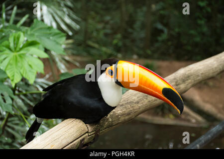 Riesentukan (Ramphastos oder gemeinsamen toucan Toco), Vogelpark, Foz do Iguacu, Brasilien, Südamerika Stockfoto