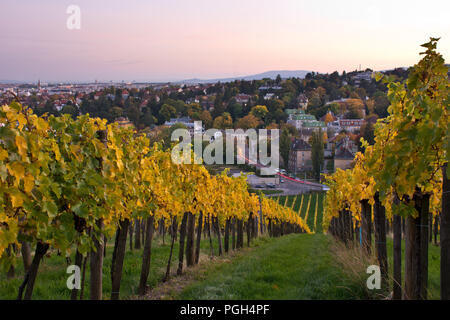 Die herbstlichen Weinberg Landschaft in Wien, Österreich. Gelb gefärbte Blätter der Reben im Herbst in der Abenddämmerung. Suburban Stadtbild Lichter im Hintergrund. Stockfoto