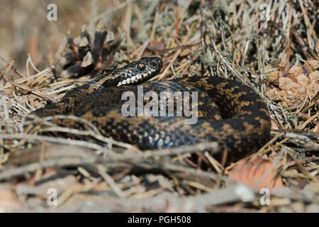 Gemeinsame Europäische Viper (Vipera berus) Stockfoto