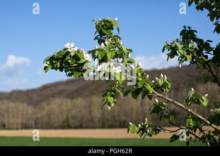 Pflaume auf der Aue des Aveyron Tal in der Nähe des Dörfchen St Gregoire, Varen, Tarn-et-Garonne, Royal, Frankreich, Europa blühenden Stockfoto