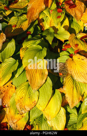 Herbst bunte Blätter in ein Blumenbeet Stockfoto
