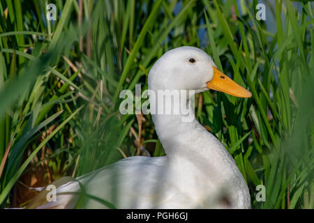 White Pekin Ente (Anas platyrhynchos domesticus, auch als Aylesbury Enten bekannt) versteckt unter Ufer Schilf Stockfoto