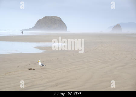 Sea Stacks auf misty morning im Arcadia Beach State Park, Florida, USA Stockfoto