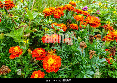 Tagetes, Rot Tagetes Patula Stockfoto