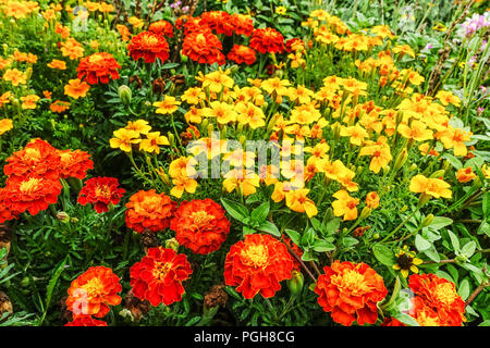 Französische Ringelblumen, rote Tagetes-Patula, gelbe Tagetes-tenuifolia, gemischte Ringelblumen jährliche Blumenbeete Stockfoto