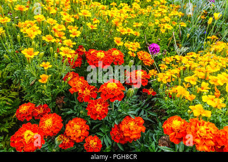 Marigold Red Tagetes Patula Yellow Tagetes tenuifolia Mixed Marigolds Border Garden Bettwäsche Pflanzen Mischung Annuals blühende Blumen blühende Tagetes Stockfoto