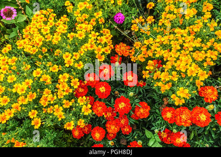 Multicolor Blumengarten unterzeichnet Ringelblume, Rot Tagetes Patula, Gelb Tagetes tenuifolia, gemischte Ringelblumen, jährliche Garten Grenze Stockfoto