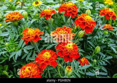 Tagetes, Rot Tagetes Patula Stockfoto