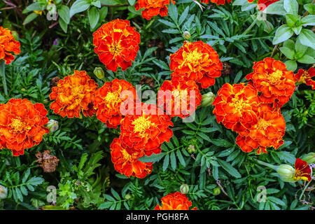 Tagetes, Rot Tagetes Patula Stockfoto