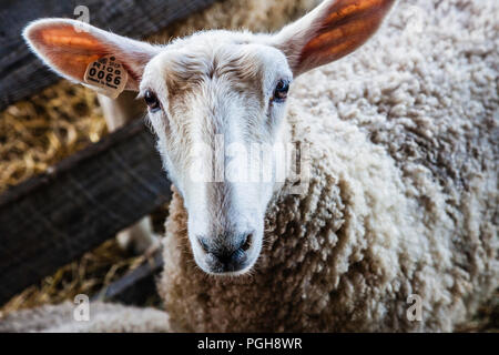 Brooklyn Fair Brooklyn, Connecticut, USA Stockfoto