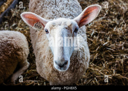 Brooklyn Fair Brooklyn, Connecticut, USA Stockfoto