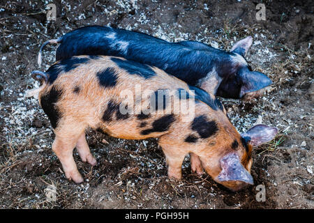 Brooklyn Fair Brooklyn, Connecticut, USA Stockfoto