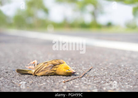 Toten Vogel auf der Asphaltstraße in Country Side Stockfoto