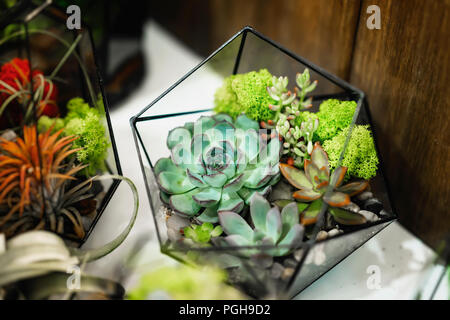 Eingestellt von Sukkulenten, die in einer geometrischen Aquarium, florarium close-up Stockfoto