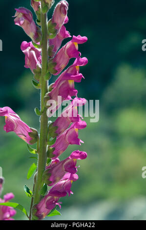 Snapdragon (Antirrhinum majus) - GARRIGUE - Frankreich Grand muflier - Muflier à grandes Fleurs - Gueule de Lion-Gueule de Loup Stockfoto