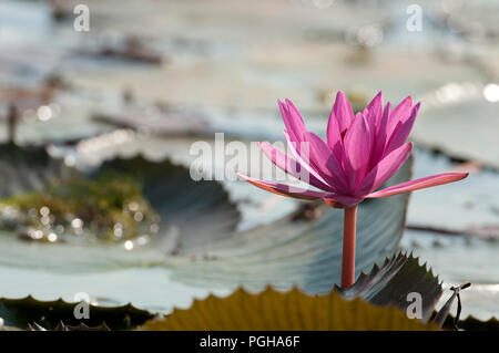 Red Indian Seerose - offenen Blüte (Nymphaea pubescens) - Tale Noi - Thailand Nénuphar Patthalung Stockfoto