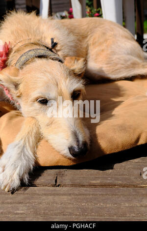 Grobe beschichtet weiblichen Lurcher entspannend auf Ihren Hund bed Stockfoto