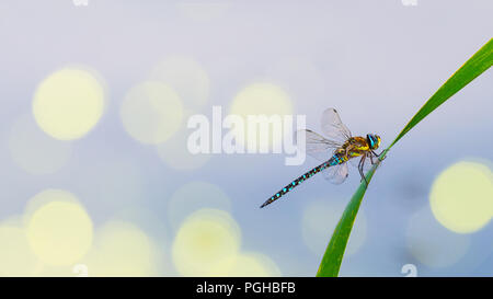 Männliche Migranten hawker Libelle auf Gras Blade. Aeshna mixta. Bunte aquatischen Insekten mit schönen transparenten Flügeln auf ein Rohr über die Wasseroberfläche niedlich. Stockfoto