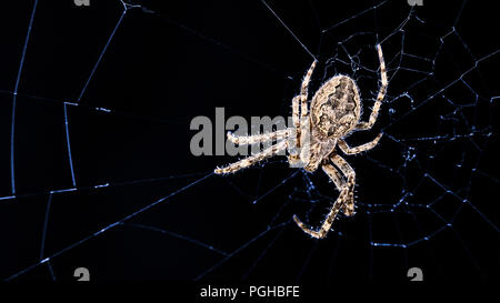 Große Brücke Spider. Larinioides sclopetarius, Cobweb in Nacht Mondlicht. Araneidae. Schönen insekt Predator auf Blau beleuchtet Web. Spooky schwarzen Hintergrund. Stockfoto