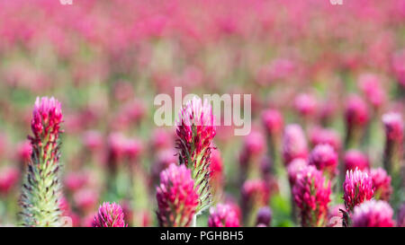 Purpurroter Klee blüht Close-up. Trifolium Incarnatum. Romantisches Detail der Blüte rot Kleeblatt. Feder Ackerland. Grün-rosa Unscharf im Hintergrund. Stockfoto