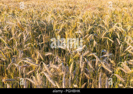 Ländliche Gebiet der Reif Roggen Ohren als Hintergrund. Secale cereale. Golden Grain spikes Close-up im Sommer der ländlichen Landschaft. Natürliche Textur von Organic Crop. Stockfoto