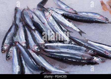 Frische Sardinen in Eis Stockfoto