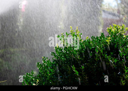 Automatische Bewässerung des Gartens ein eigenes Haus in den frühen Morgen, Buchsbaum Bush im Vordergrund. Stockfoto