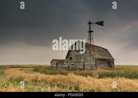 Alte Scheune, Behälter und Windmühle in Schwaden abgelegt gedroschen Rapsfeld unter ominösen dunklen Himmel in Saskatchewan, Kanada Stockfoto