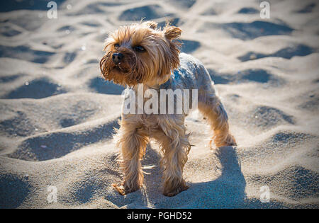 Kleine Yorkshire Terrier an einem Sandstrand Stockfoto