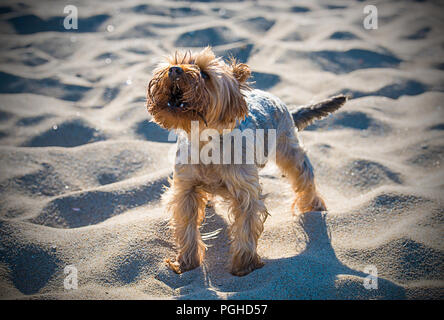 Kleine Yorkshire Terrier an einem Sandstrand Stockfoto