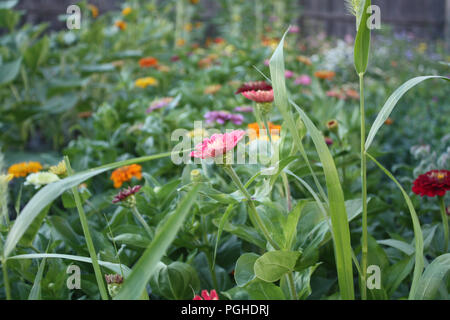 Zinnien blühen im Sommer Stockfoto