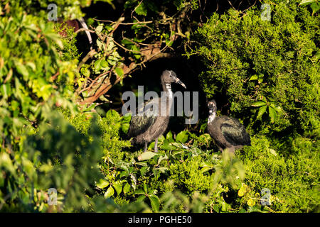 Juvenile Glossy Ibis im Nest an der Rookery Stockfoto