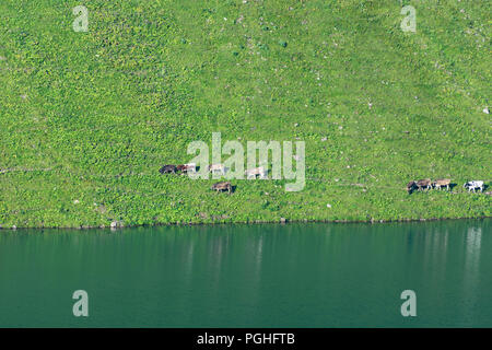 Allgäuer Alpen: See Schrecksee, Kuh, Kühe, Alp, Schwaben, Allgäu, Schwaben, Bayern, Bayern, Deutschland Stockfoto