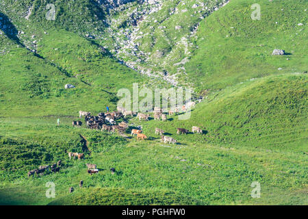 Allgäuer Alpen: See Schrecksee, Kuh, Kühe, Alp, Schwaben, Allgäu, Schwaben, Bayern, Bayern, Deutschland Stockfoto