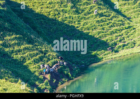 Allgäuer Alpen: See Schrecksee, Kuh, Kühe, Alp, Schwaben, Allgäu, Schwaben, Bayern, Bayern, Deutschland Stockfoto