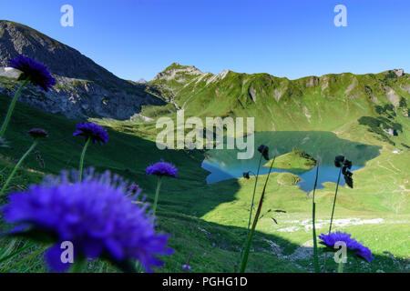 Allgäuer Alpen: See Schrecksee, Blumen, Alp, Schwaben, Allgäu, Schwaben, Bayern, Bayern, Deutschland Stockfoto