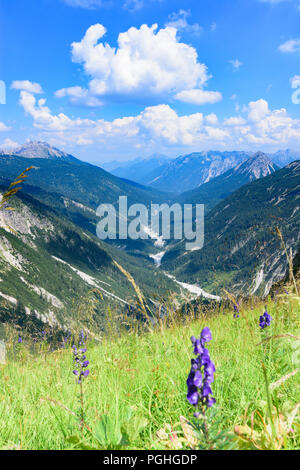 Allgäuer Alpen: Tal Schwarzwassertal, Blumen, Naturpark Tiroler Lech, Tirol, Tirol, Österreich Stockfoto