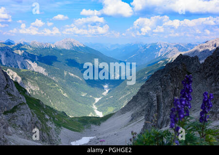 Allgäuer Alpen: Tal Schwarzwassertal, Blumen, Naturpark Tiroler Lech, Tirol, Tirol, Österreich Stockfoto