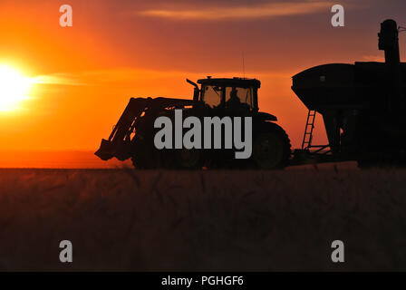 Kornwagen arbeiten an einem Abend Ernte Feld Stockfoto