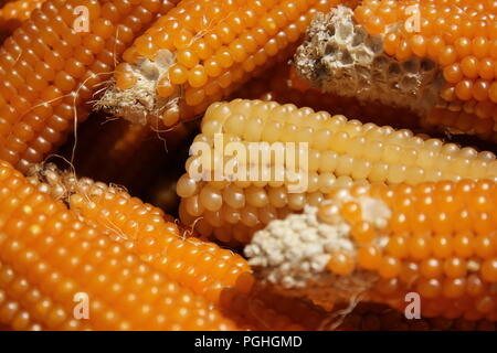 Farm Fresh Mikrowelle Popcorn Maiskörner auf dem bauernmarkt an der Daley Plaza in der Innenstadt von Chicago an einem sonnigen Sommertag. Stockfoto