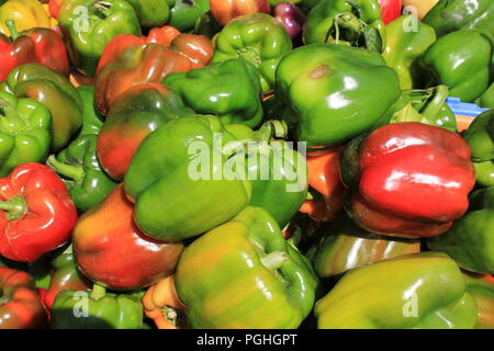 Frische grüne Paprika, Capsicum annuum, auf dem Bauernmarkt in der Daley Plaza in der Innenstadt von Chicago an einem sonnigen Sommertag. Stockfoto