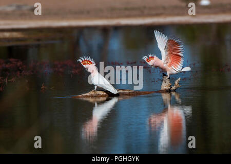 Wichtige Mitchells Kakadus (Cacatua leadbeateri leadbeateri) Race''. AKA rosa Kakadu Stockfoto