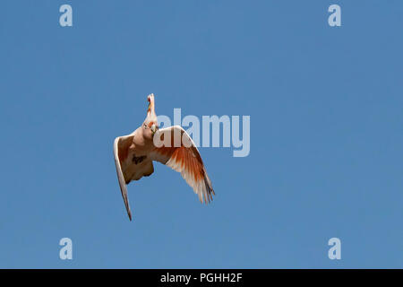 Wichtige Mitchells Kakadus (Cacatua leadbeateri leadbeateri) Race''. AKA rosa Kakadu Stockfoto