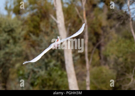 Wichtige Mitchells Kakadus (Cacatua leadbeateri leadbeateri) Race''. AKA rosa Kakadu Stockfoto