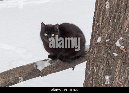 Eine schwarze Katze sitzt auf weißem Schnee Hintergrund. Stockfoto